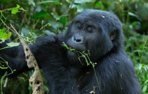 2 Days Gorilla Trekking Safari to Bwindi National Park