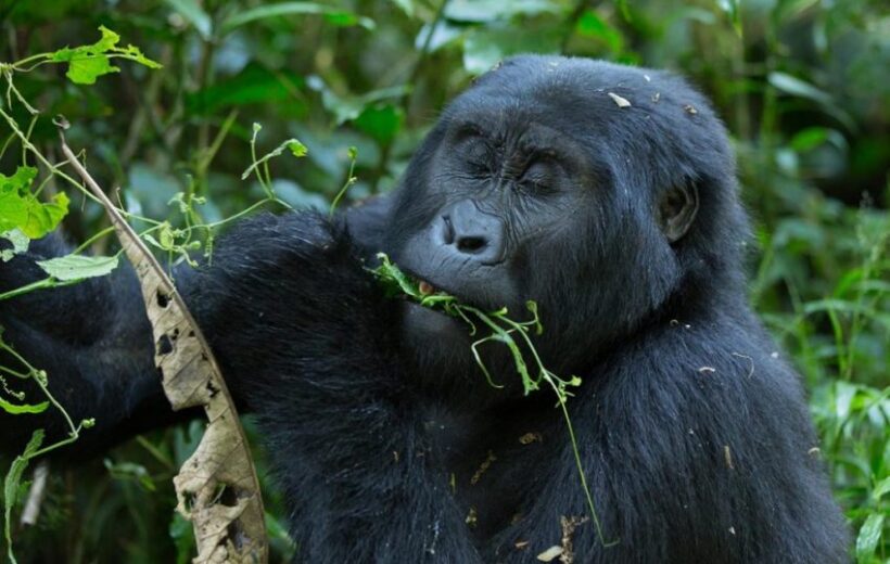 2 Days Gorilla Trekking Safari to Bwindi National Park