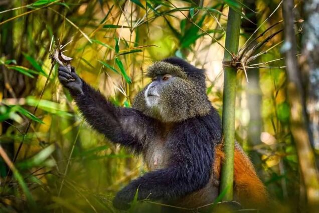 3 Days of Gorilla trekking, Golden Monkey trekking and Culture expedition