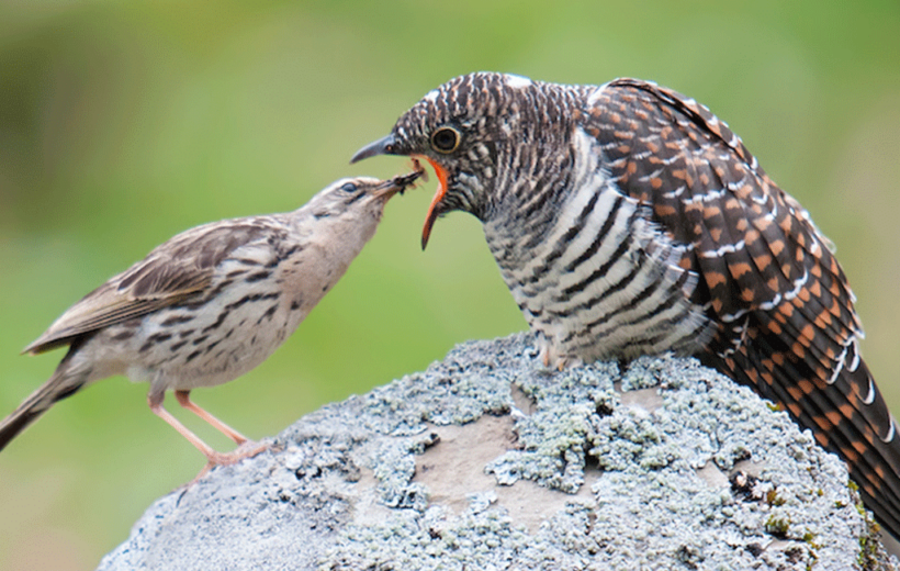 3 Days Uganda Birding Safari