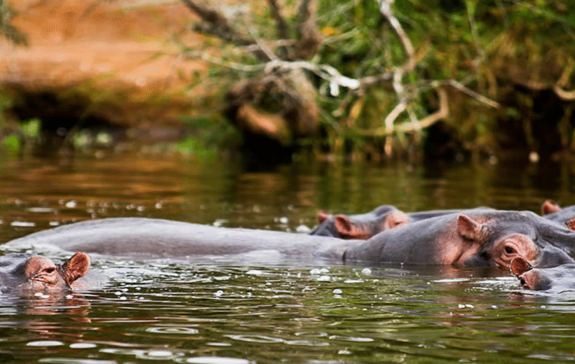 3 Days Lake Mburo National Park Safari.