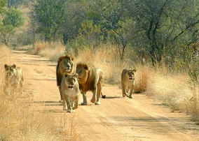 5-Day Journey through Akagera, Volcanoes, and Rubavu