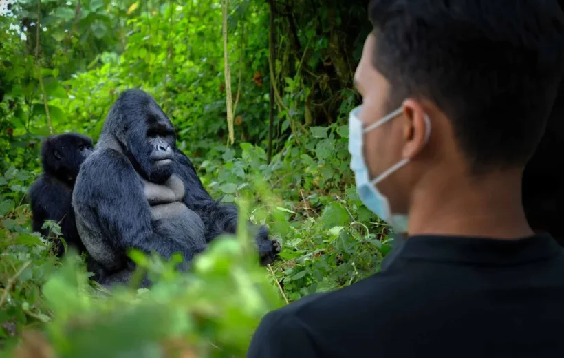 7 Days Primates Adventure Safari in Uganda.