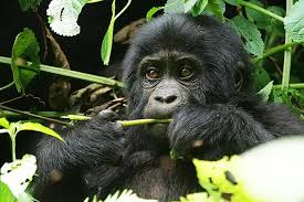 8 Days Murchison Chimpanzees Queen Elizabeth and Gorilla Safari